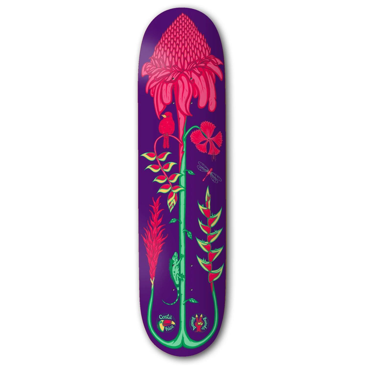 Drawing Boards Costa Rica Torch Ginger Skateboard Deck - 8.25" 3 Drawing Boards Costa Rica Torch Ginger Skateboard Deck - 8.25"